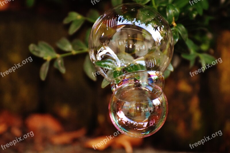 Soap Bubble Colorful Buxbaum Buxus Balls