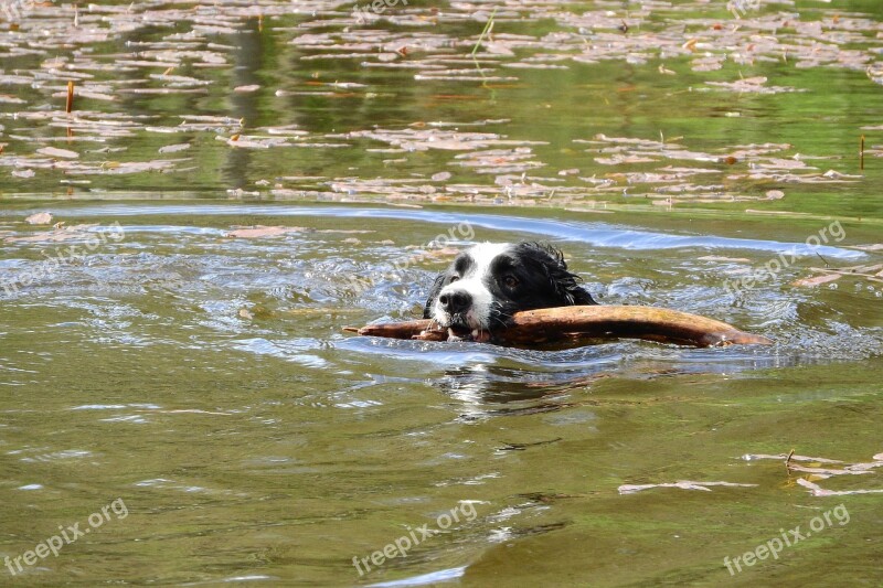 Floating Dog Border Collie Swim Aport Free Photos