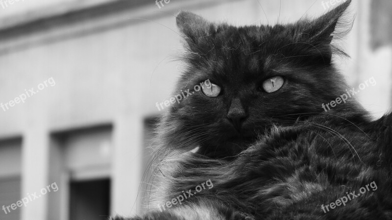 Black Cat Cat's Eyes Cat Hairy Free Photos