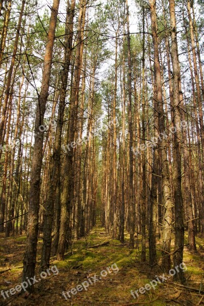 Forest Tree Nature Foliage Way