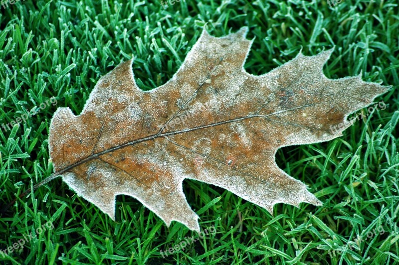 Leaf Winter Oak Tree Oak Leaves Frozen