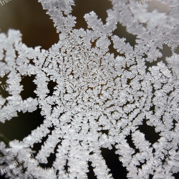 Frost Ice Crystal Winter Ice Frozen