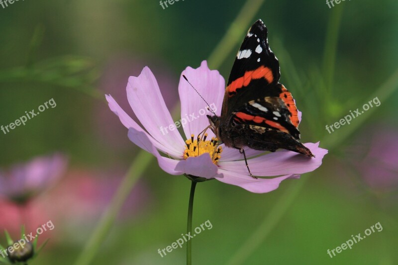 Nature Butterfly Insect Colorful Closeup