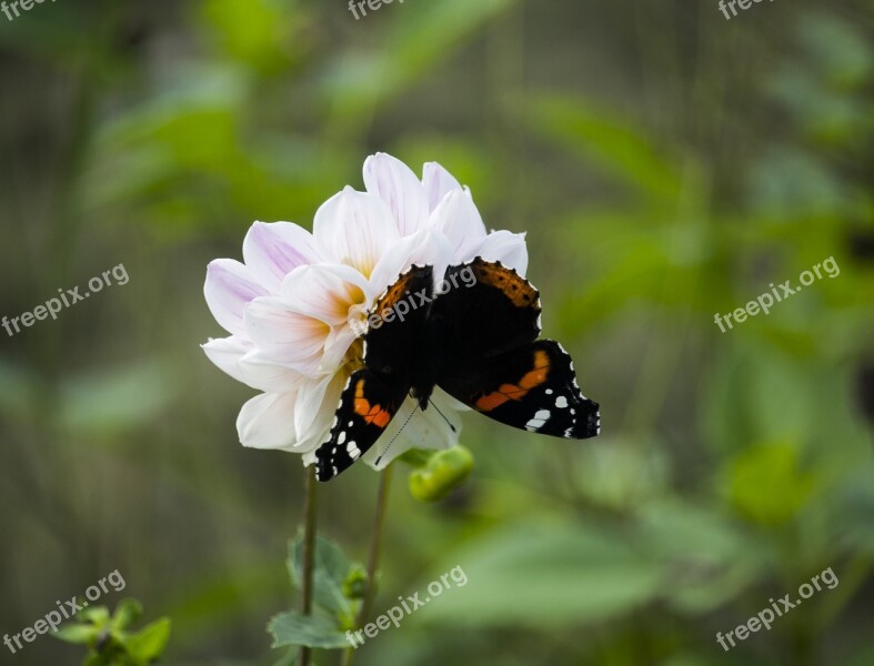 Nature Butterfly Insect Greens Macro Photography