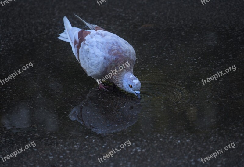 Bird Nature Birds Living Nature Feathered Race