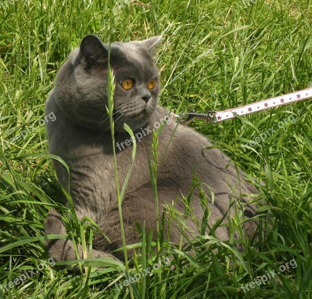 British Cat Grey Fur Pet Lead