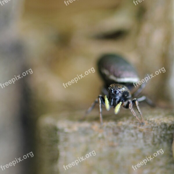 Insect Spider Macro Cheerleader Free Photos