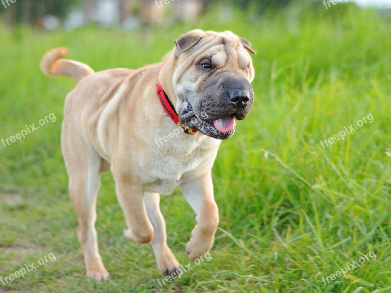 Dog Sharpei Run Animal Green