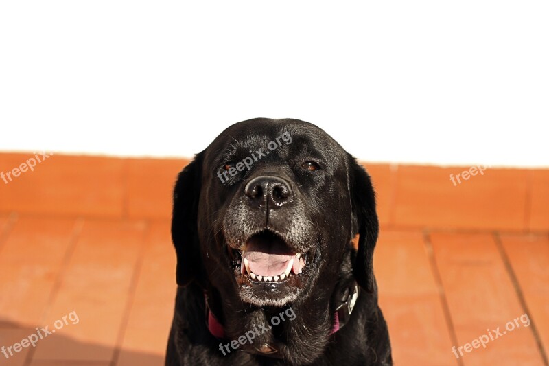 Labrador Dog Black Pet Free Photos