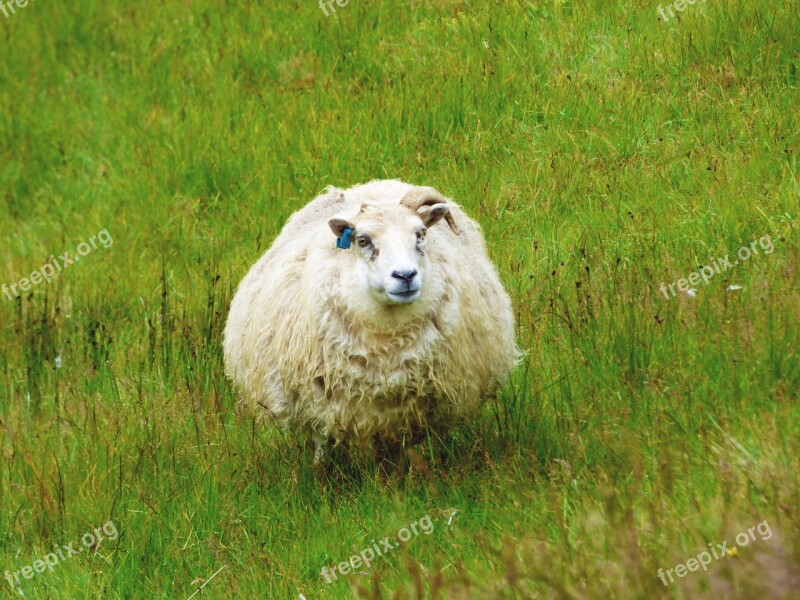 Sheep Iceland Wool Grass White