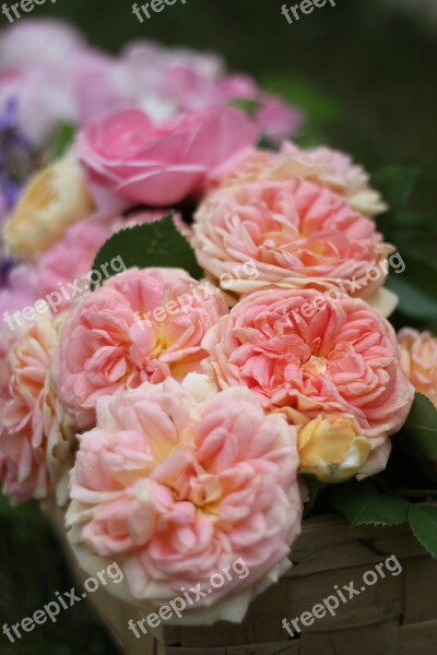 Rose Rose Strauss English Rose Pink Rose Rose Blooms