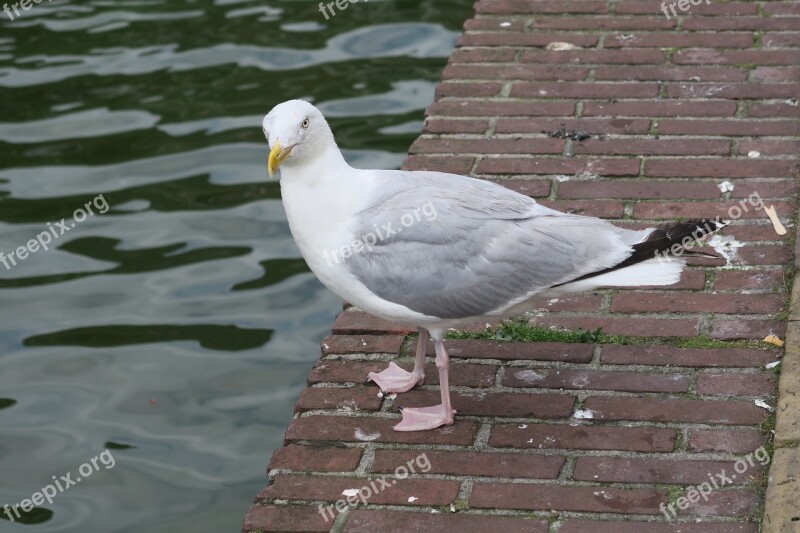 Bird Water Bird Gull Birds Animal