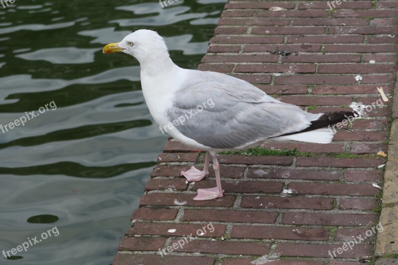 Bird Water Bird Gull Birds Animal