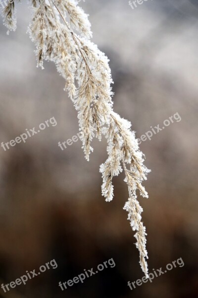 Winter Grass Snow Cold Frost