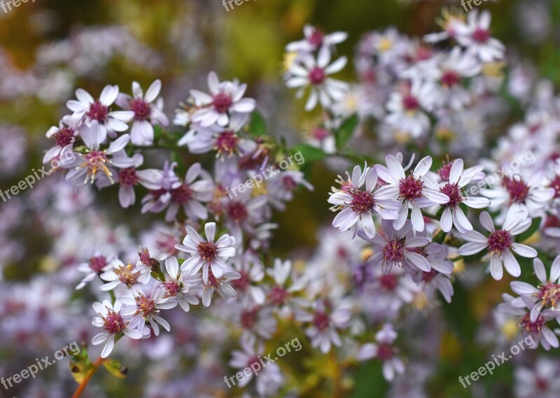 Veil Aster Symphyotrichum Aster Cordifolius Aster Symphyotrichum Cordifolium