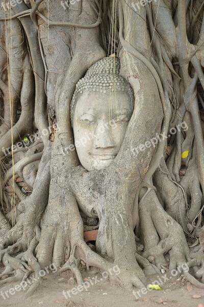 Ayutthaya Buddha Wat Mahathat Steinbuddha Head