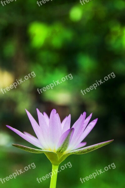 Lotus Lotus Portrait Waterlily Portrait Nature