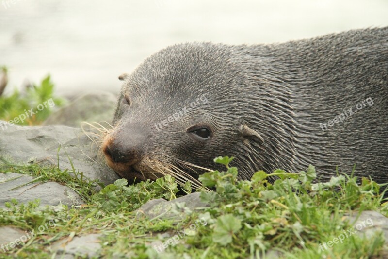 Seals New Zealand Xie Wildlife Free Photos