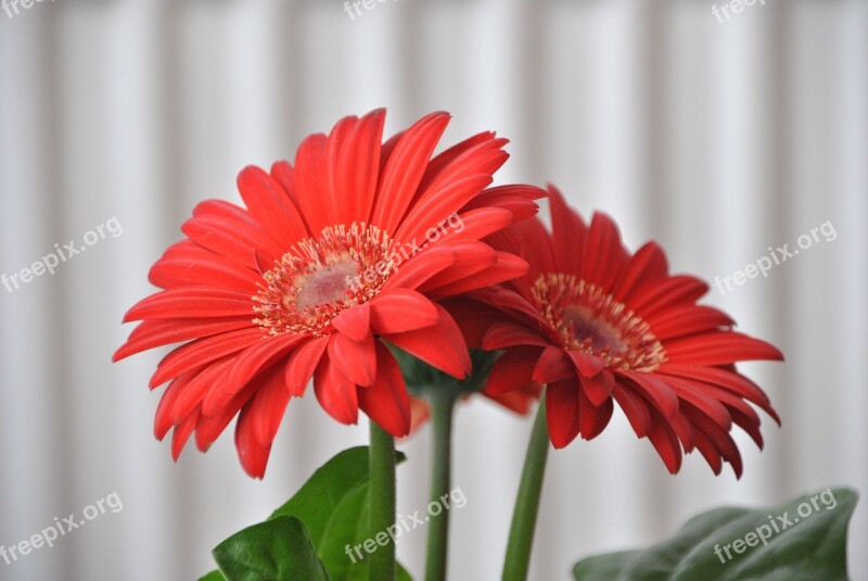 Flowers Flower Gerbera Nature Garden