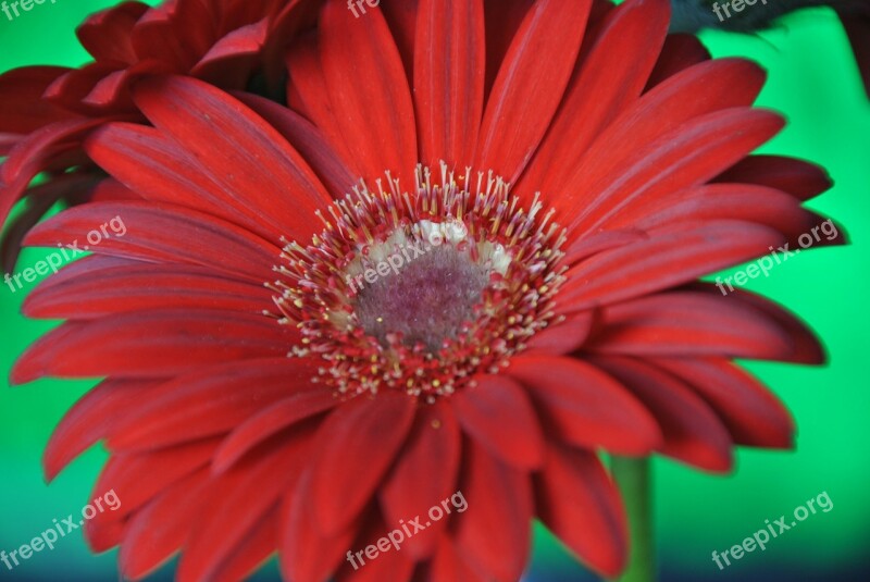 Flowers Flower Gerbera Nature Garden