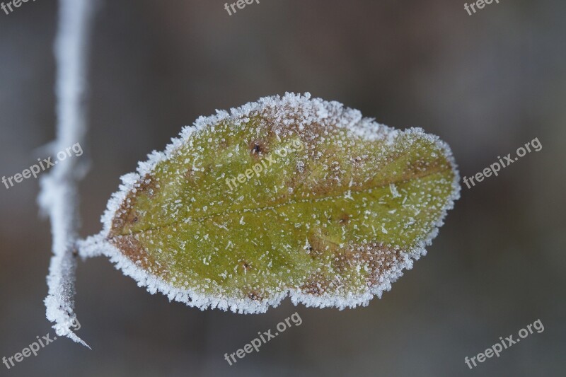 Leaf Frozen Cold Frost Ice