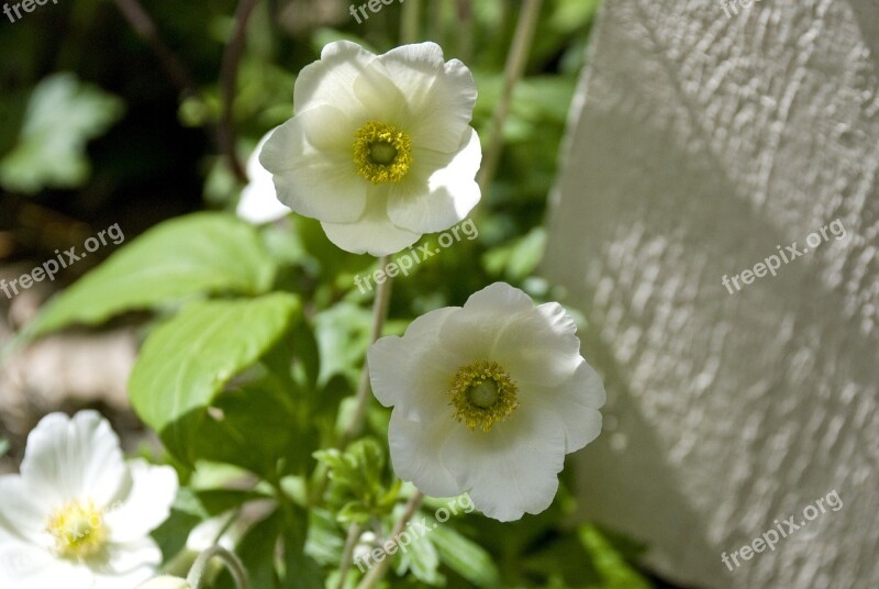 Anemone Flower Summer Spring Early Flowering