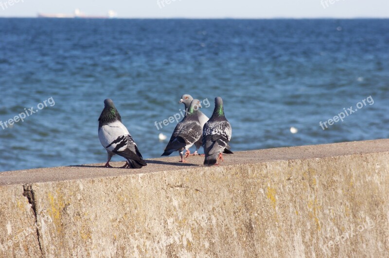 Pigeons Birds Dove Sea Boulevard