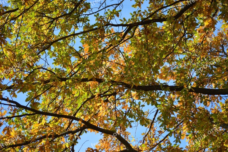 Autumn Fall Branches Leaves Colorful