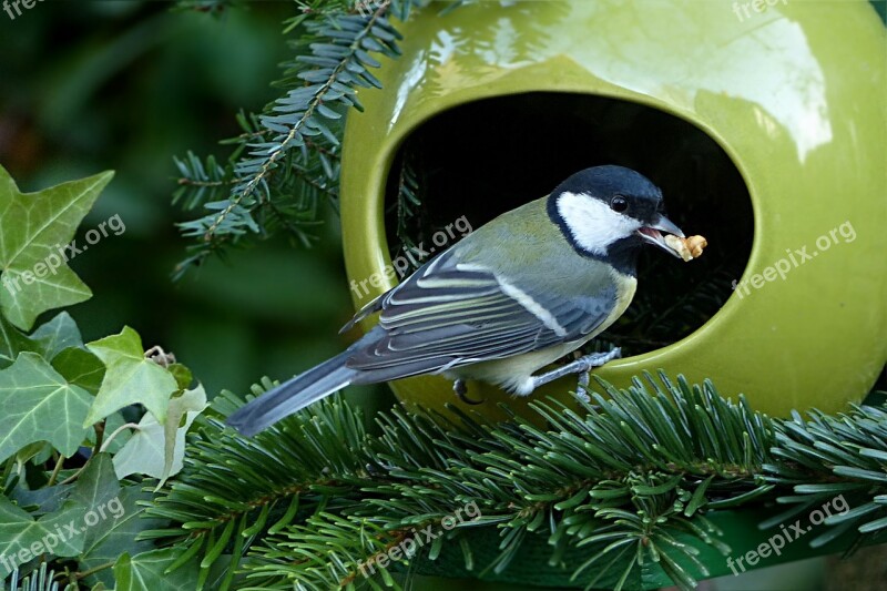 Tit Parus Major Small Bird Foraging Garden