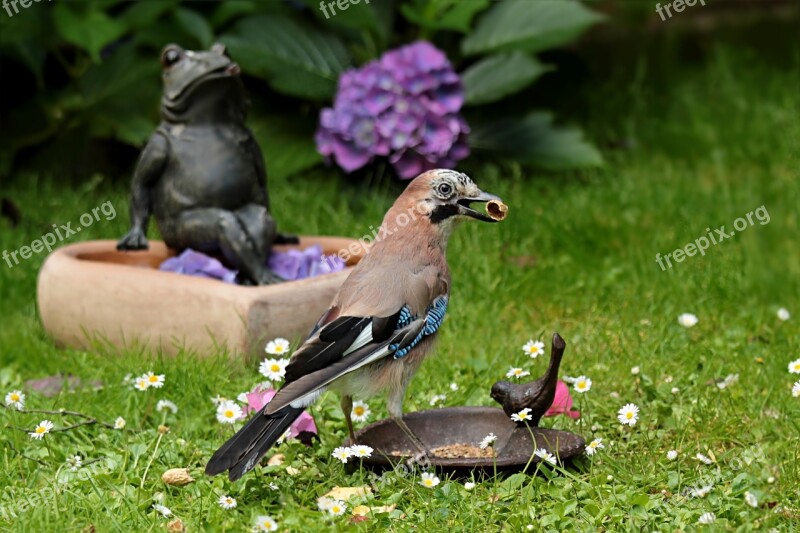 Jay Garrulus Glandarius Bird Foraging Garden