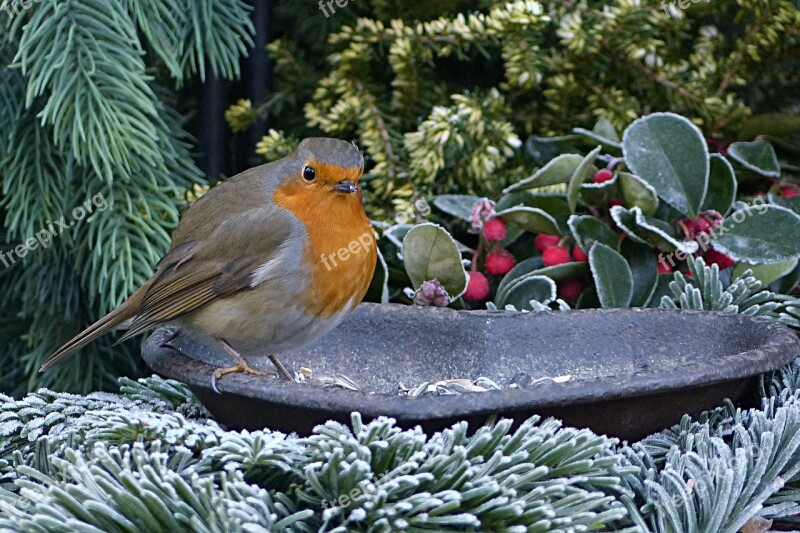 Robin Erithacus Rubecula Small Bird Foraging Garden