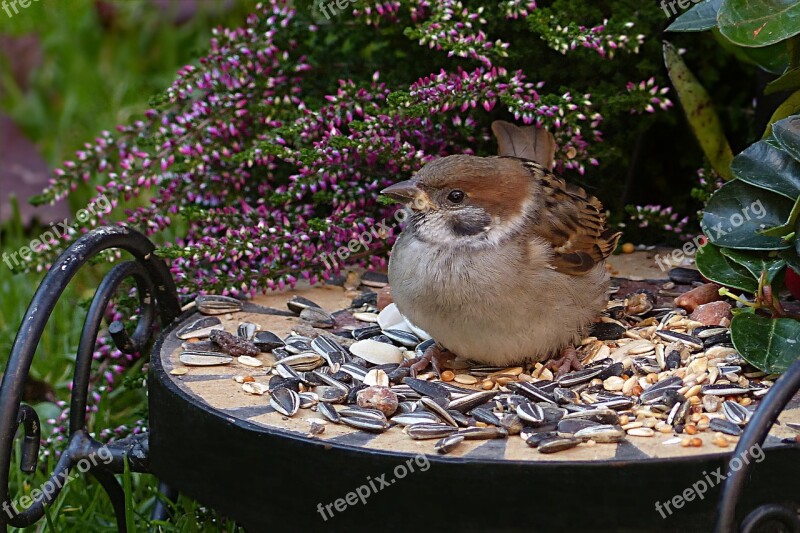 Sparrow Sperling Passer Domesticus Bird Young