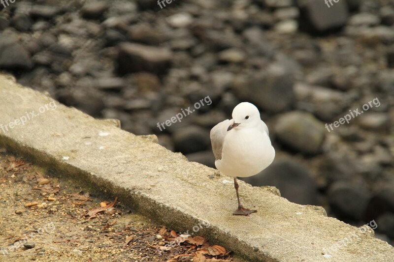 New Zealand Sea Gull Xie Bird A Leg