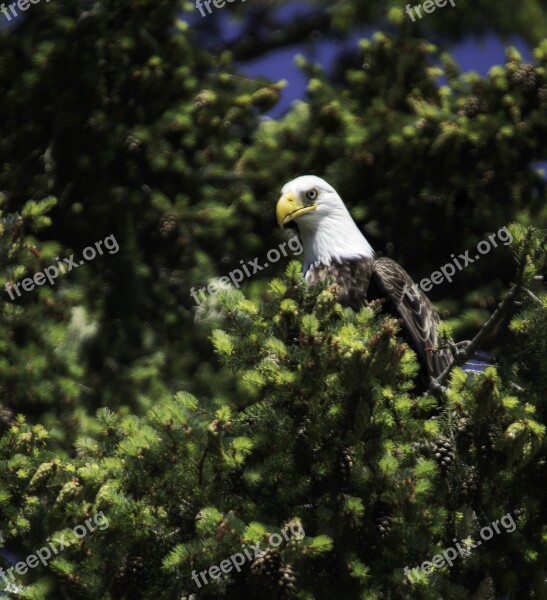 Eagle Raptor Nature Bird Predator