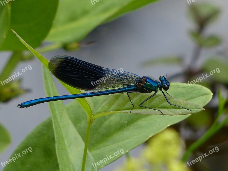 Dragonfly Insect Nature Blue Banded Demoiselle