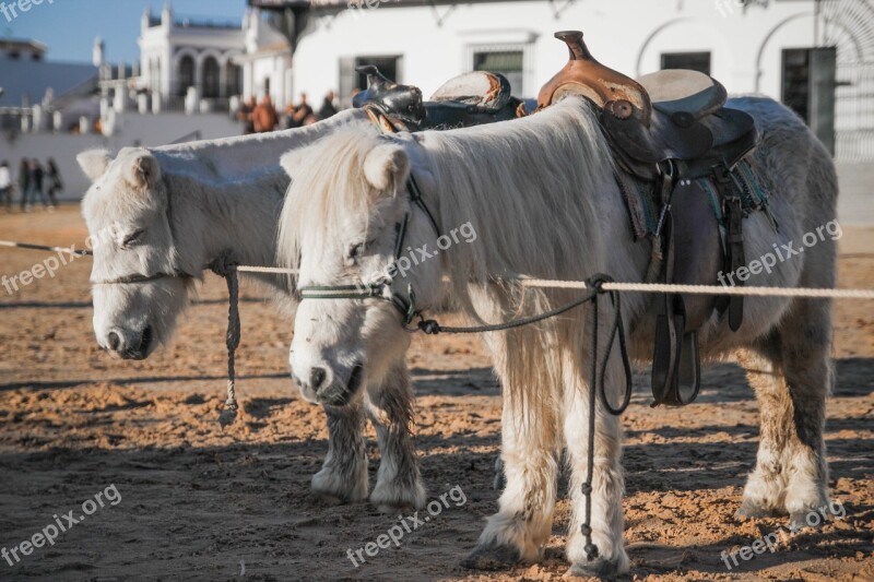 Pony Animals Hairy Horse Saddle Free Photos