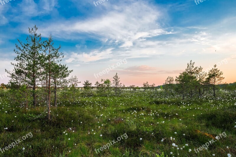 Landscape Scenic Meadow Wildflowers Plants