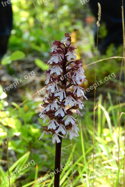 Orchid Meadow Meadow Flowers Protected Species Rare Flowers