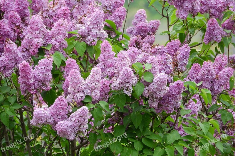 Lilac Syringa Flowers Bush Purple Flowers