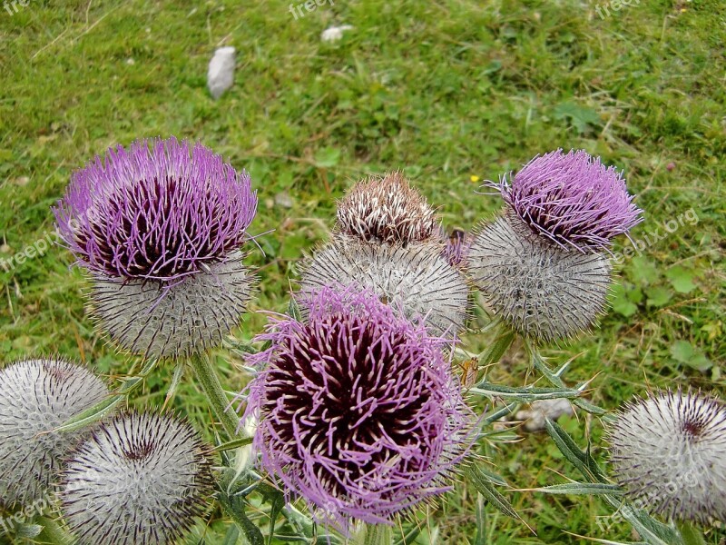 Thistles Thistle Flowers Flowers Wild Flowers Thistle