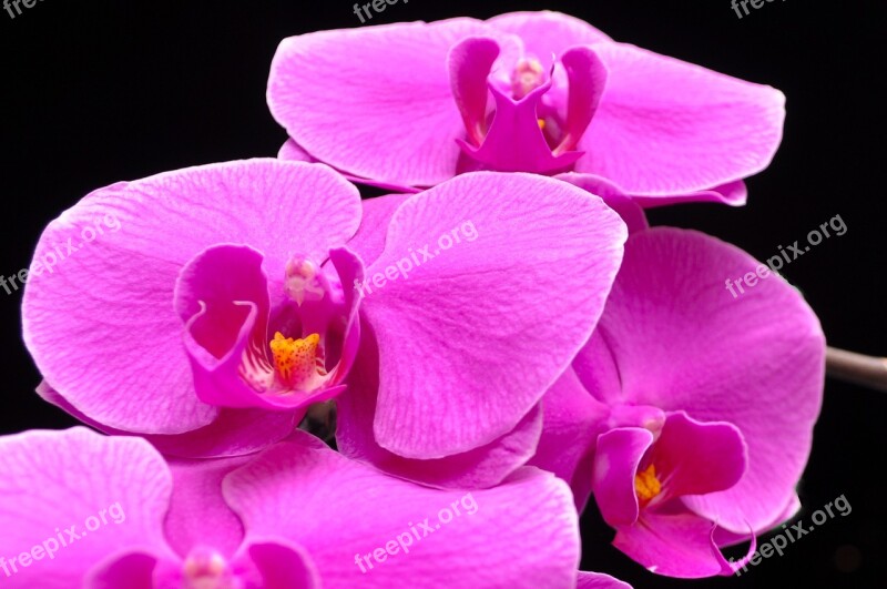 Phalaenopsis Orquidea Orchid Flower Flowers