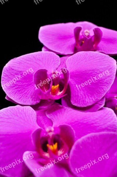 Phalaenopsis Orquidea Orchid Flowers Flower