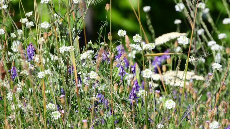 Meadow Meadow Flowers Flowering Meadow Free Photos