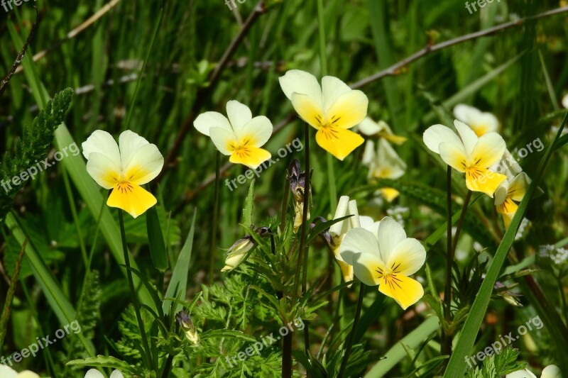 Viola Viola Arvensis Yellow Flowers Free Photos