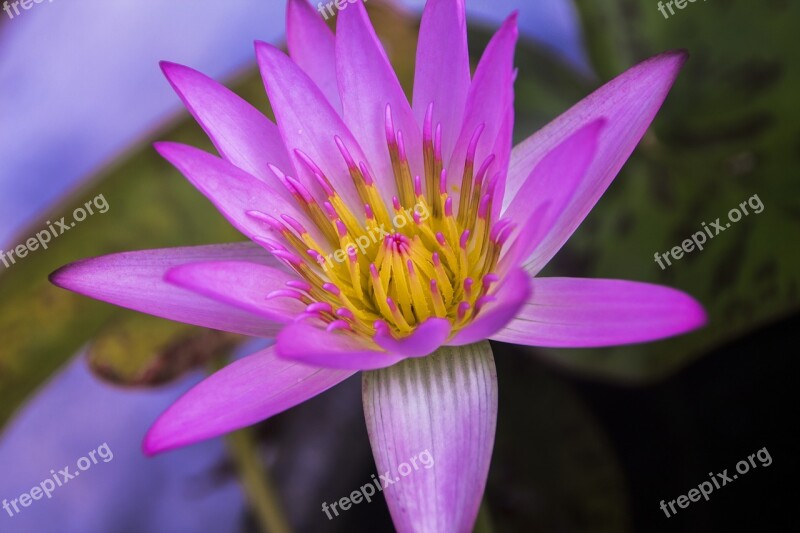 Lotus Water Lily Close Lotus Water Lily