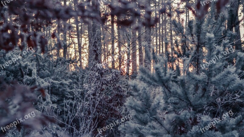 Winter Forest Cold Sunset Twilight