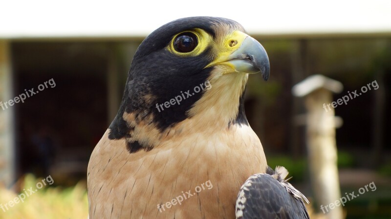 Eagle Bird Beak National Bird Animal