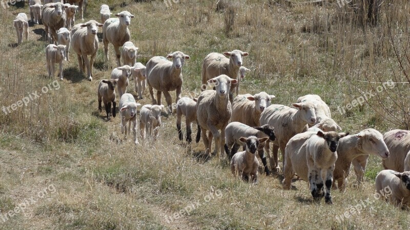 Herd Herd Behaviour Compliant Sheep Lambs