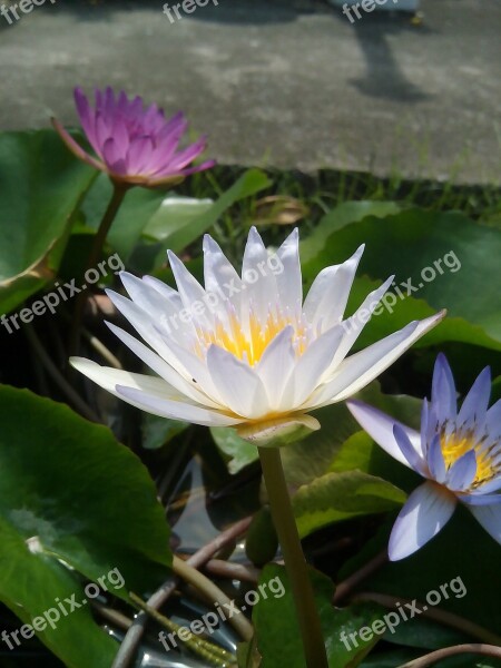 Lotus Leaf Lotus Water Plants Flowers Lotus Lake