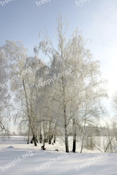 Winter Frost Trees Rime White